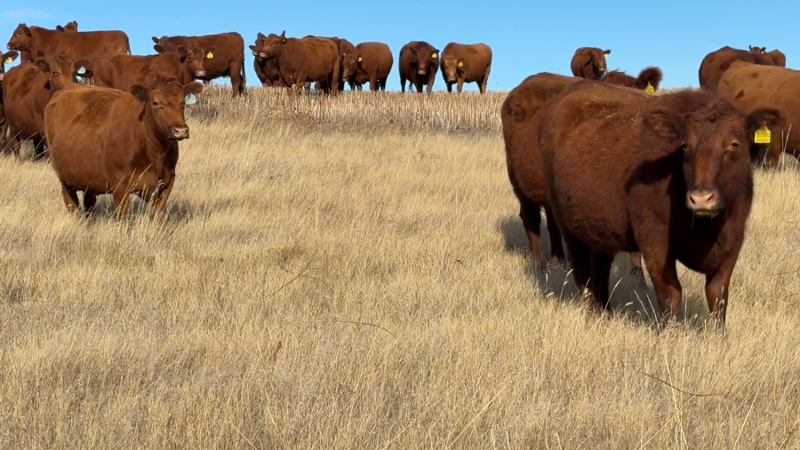 LADIES AND GENTS, HERE IS THE GROUP!- BC1114A5